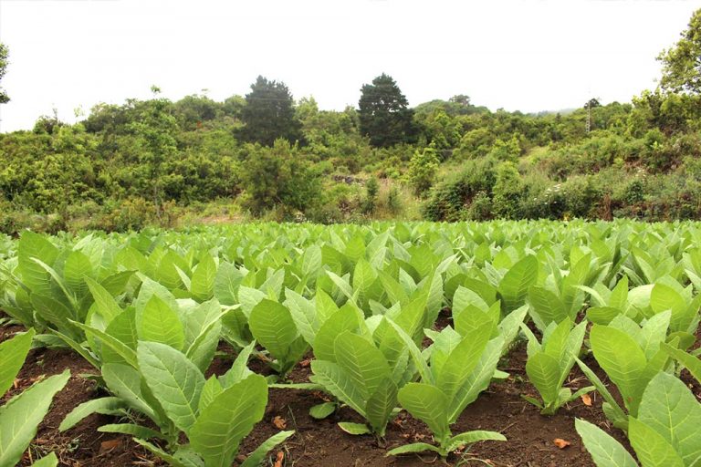 Plantacion de tabacos en Breña Alta, la Palma, cosecha de Puros Julio