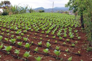 Plantacion de tabacos en Breña Alta, la Palma, cosecha de Puros Julio