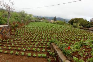 Plantacion de tabacos en Breña Alta, la Palma, cosecha de Puros Julio