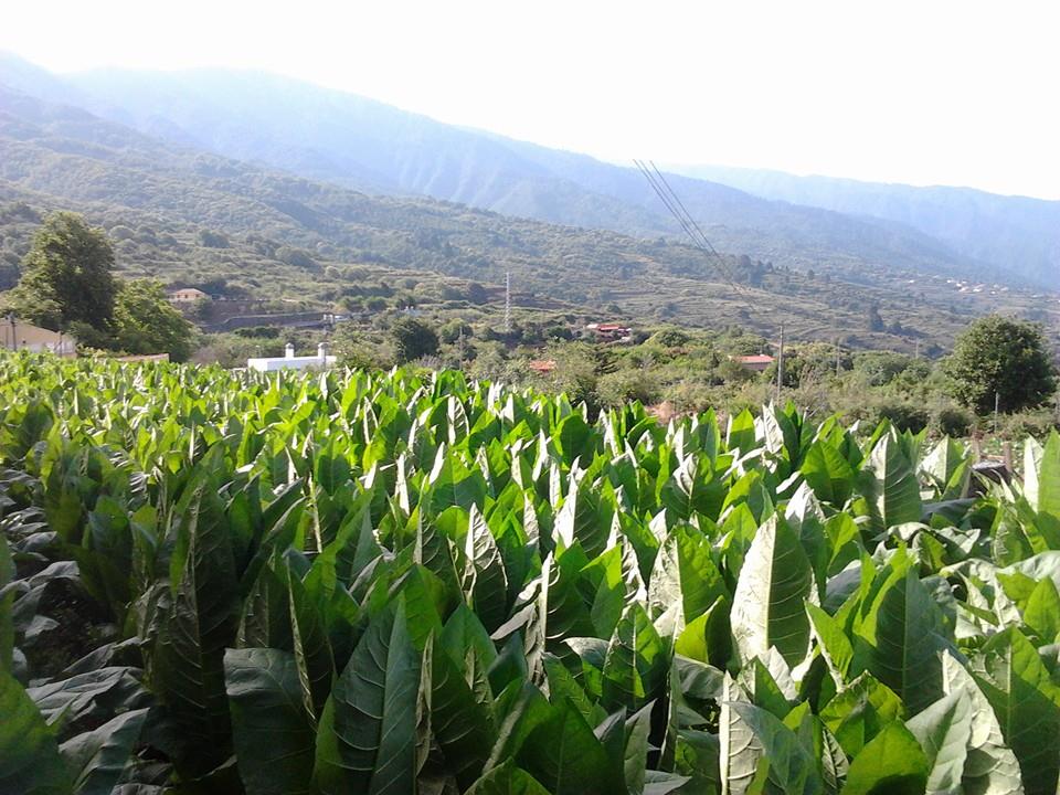 Plantacion de tabacos en la Palma, cosecha de Puros Julio
