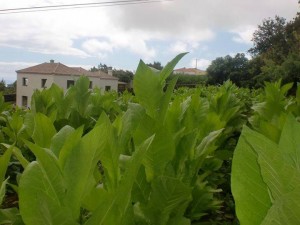 Plantacion de tabacos en la Palma, cosecha de Puros Julio