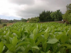 Plantacion de tabacos en Breña Alta, la Palma, cosecha de Puros Julio