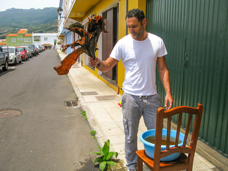 Mojado de las hojas del tabaco · Proceso de Elaboración Puros Artesanos Julio · Tabaco palmero Premium Hecho a mano en Breña Alta. La Palma. Islas Canarias