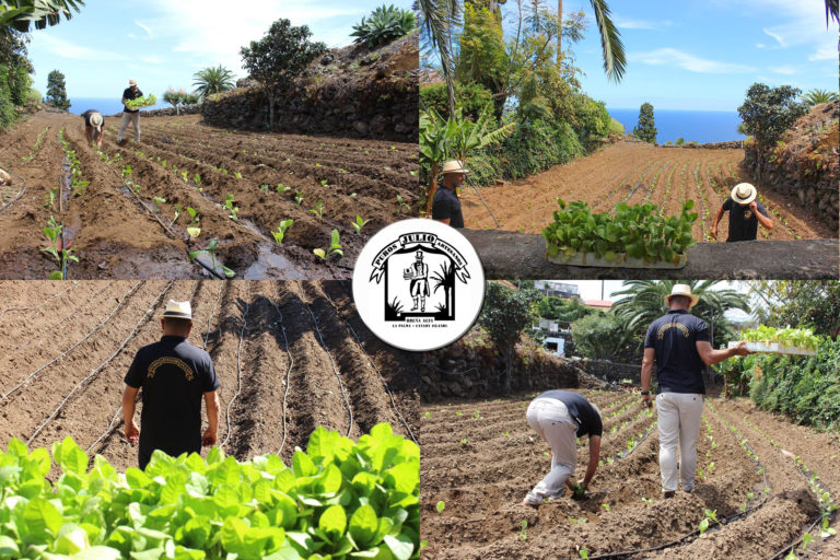 Plantacion_Tabaco_2020_BrenaAlta_Puros_Puros_Artesanos_Julio_La_Palma_puropalmero2