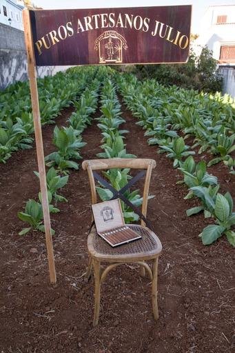 Ya tenemos plantación de tabaco abierta a nuestros visitantes, frente a nuestra tabaquería temática. - Puros Palmeros Artesanos Julio · Tabaco hecho a mano en Breña Alta · La Palma · Canarias