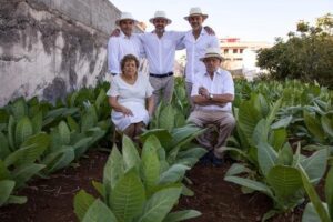 Ya tenemos plantación de tabaco abierta a nuestros visitantes, frente a nuestra tabaquería temática. – Puros Palmeros Artesanos Julio · Tabaco hecho a mano en Breña Alta · La Palma · Canarias