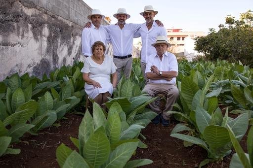 Ya tenemos plantación de tabaco abierta a nuestros visitantes, frente a nuestra tabaquería temática. – Puros Palmeros Artesanos Julio · Tabaco hecho a mano en Breña Alta · La Palma · Canarias