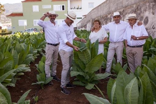 Ya tenemos plantación de tabaco abierta a nuestros visitantes, frente a nuestra tabaquería temática. - Puros Palmeros Artesanos Julio · Tabaco hecho a mano en Breña Alta · La Palma · Canarias